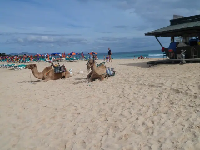 Playa del Caserón beach in Fuerteventura, featuring a sandy shoreline with moderate water conditions